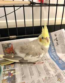 Found Cockatiel