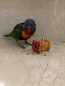 Found Lory / Lorikeet