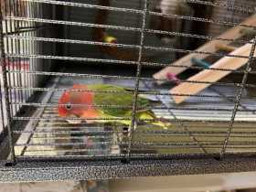 Found Lovebird