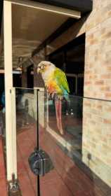 Found Conure