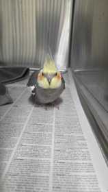 Found Cockatiel