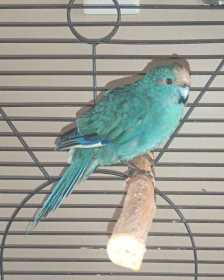 Found Kakariki