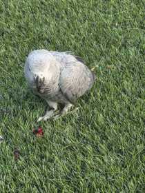 Found African Grey