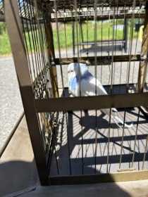 Found Budgerigar