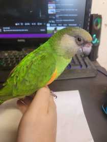 Found Senegal
