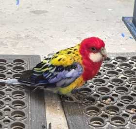 Found Rosella