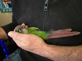 Found Conure