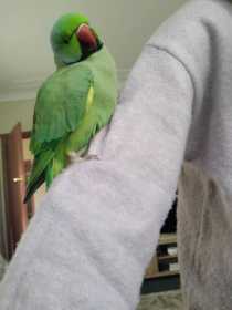 Found Indian Ringneck Parakeet