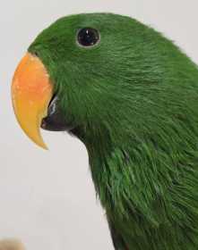 Found Eclectus