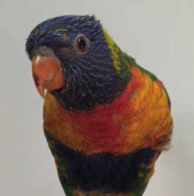 Found Lory / Lorikeet