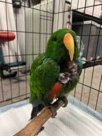 Found Eclectus