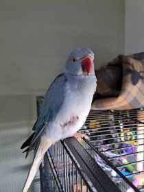 Found Indian Ringneck Parakeet