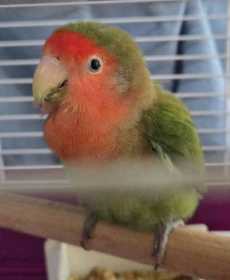 Found Lovebird