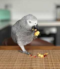 Found African Grey