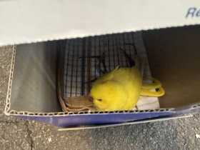 Found Indian Ringneck Parakeet