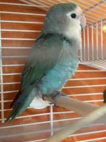 Found Lovebird