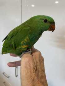 Found Lory / Lorikeet