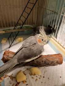 Found Cockatiel