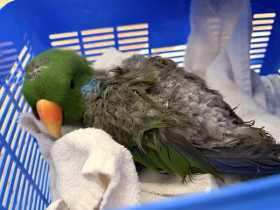 Found Eclectus