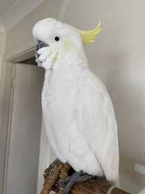 Found Cockatoo