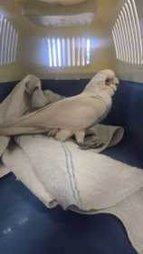 Found Corella Cockatoo