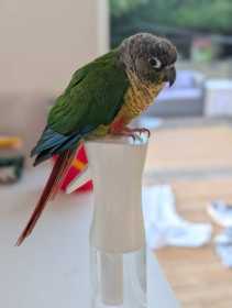 Found Conure