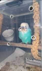 Found Budgerigar