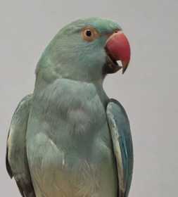 Found Indian Ringneck Parakeet