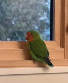 Found Lovebird