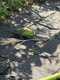 Found Parakeet