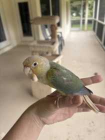 Found Conure