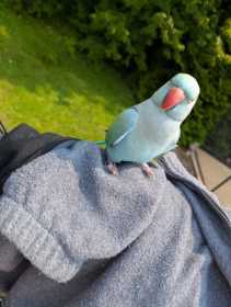 Found Indian Ringneck Parakeet