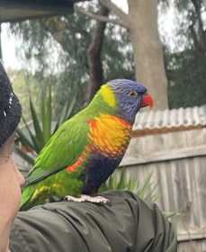 Found Lory / Lorikeet