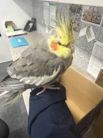 Found Cockatiel