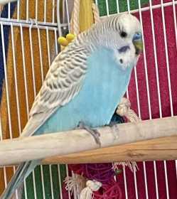Found Parakeet
