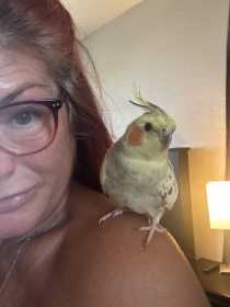 Found Cockatiel