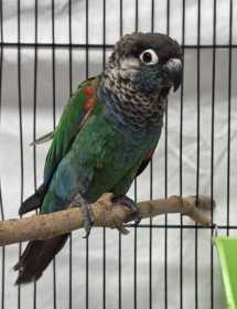 Found Conure