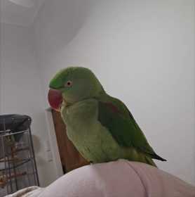 Found Alexandrine