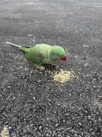 Found Alexandrine