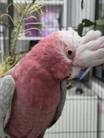 Found Galah Cockatoo