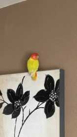 Found Lovebird