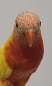 Found Lory / Lorikeet