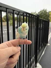 Found Parakeet