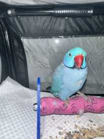 Found Indian Ringneck Parakeet
