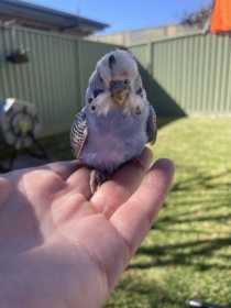 Found Budgerigar