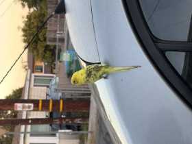 Found Parakeet