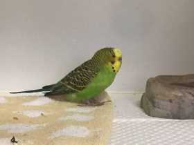 Found Budgerigar