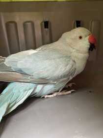 Found Indian Ringneck Parakeet