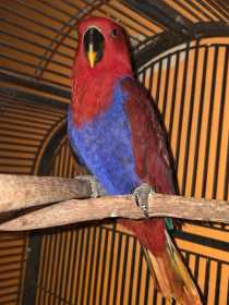 Found Eclectus