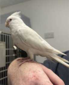 Found Cockatiel